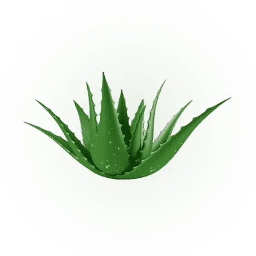 Folha de babosa cortada ao meio, mostrando o gel transparente em seu interior, usada em tratamentos capilares e de pele por suas propriedades hidratantes e nutritivas.